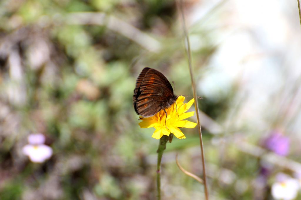 Erebia melampus o albergana? E. melampus